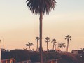 Classic moonlight beach palm tree. There were lots of people tonight. Everyone looks busy.