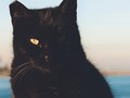 #cats #feralcats #sandiego #sandiegoriver
