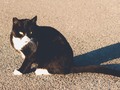 #cats #feralcats #sandiego #sandiegoriver