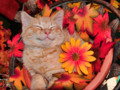 Cute Kitty Cat Kitten Smiling while Sleeping, Gerbera Flower Pot