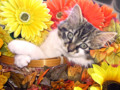 Kitty Cat Kitten Lounging, Paws Crossed, Flower Basket