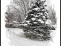Snow Covered Pine Tree in a Winter Snowstorm Landscape ~ Nature Outdoors