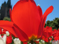 Close-up of a Red Tulip Flower in a Nature Park