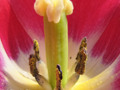 Pollen inside a Pink Tulip