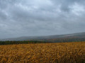 A corn field in the rain. The fall colors are really nice too :-)