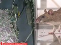 #CURIOSIDADES ¡Cosas que pasan! 🐭🐭🐭🐭 🐀🐁🐀🐁 Un hecho insólito se presentó en un cajero automático de la India, al recibir un reporte porque uno de los cajeros no están en funcionamiento los trabajadores deciden ir luego de 2 semanas de recibir está notificación, al destapar la tapa descubren cientos de billetes dañados dentro de la máquina.  El total asciende a 1.5 millones de rupias, lo que equivale a 18 mil dólares aproximadamente, lo que en nuestra moneda nacional representaria mas o menos 89 millones de pesos, el roedor fue encontrado junto a los billetes muerto, al parecer entró por un orificio de los cables, pero no supo salir.  ¿Qué te parece la historia?  La pregunta ahora es, ¿De quién fue la culpa? Comenta abajo ⬇️⬇️⬇️⬇️⬇️⬇️⬇️⬇️