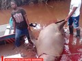 #NACIONAL  Sacrifican elefante Marino que estaba perdido en el Pacífico  El Impactante hecho de crueldad animal se presentó el Tola, Nariño dónde desgraciadamente habitantes de la zona acabaron con la vida del animal.  Ver video:   El caso de crueldad ha generado rechazo de cientos de internautas, ya que las imágenes son estremecedoras y los responsables las presumen como si hubiesen realizado un acto heroico.  El espécimen que durante su pasó por nuestro país había estado en el Parque Nacional Utria en el choco, en la Barra, Buenaventura y en Bahía Málaga, Buenaventura; un hecho que fue totalmente inusual.  Habitantes habrían recibido capacitaciones dejándolo descansar y aceptando al animal en su sector para que luego continuará con su viaje, el elefante que siguió bajando por el Pacífico llegó hasta Tola Nariño dónde de manera abrupta finalizó su viaje.  Varias personas piden castigo para los responsables, y algunos hasta añaden que algo estamos haciendo mal como sociedad.  ¿Porque no hay políticas de educación y protección de la biodiversidad de esta zona?  ¿Qué pasará con los responsables de este lamentable hecho?  Son algunas de las preguntas qué salen a partir de este caso.  #Tola #Nariño #ElefanteMarino #Crueldad #MaltratoAnimal