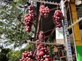 El Norte del Valle es un paraíso agrícola y turístico de COLOMBIA. Si, acá se producen uvas y vinos. #torovalle