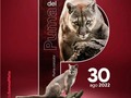 Día Internacional del Puma.