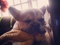 💚🐶#perros #dog #dogs #dogsofinstagram #perro #mascotas #perrosdeinstagram #instadog #puppy #love #dogstagram #pets #picoftheday #pet #perrosfelices #doglover #adopta #animales #madrid #adoptanocompres #gatos #españa #perrosgram #cute #cachorro #animals #spain #instapic #amorperruno #mascotas