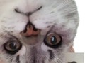 Beim Videophonieren ist die Katze meiner Freundin dezent präsent. . #notonset #privatelife #katzencontent #katzenliebe
