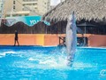 Show de delfines en el #Rollo #Acapulco #earthportrait #earthportraits
