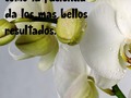 Feliz lunes, Iniciando semana!!  🍃Señor: te pido que día a día seamos como esta bella flor . Dejar que seas tu que nos cuide y me haga florecer con esta bella grandeza .  🍃Que tengan un maravilloso inicio de semana lleno de gozo, agradecimiento y gloria !!  🍃Arrancamos dia lleno de bendiciones para todos  . . .  #LiderandoConAmor #Heal #vivesano