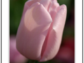Sweet Pink Tulip