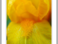 Yellow and Orange Iris Heart