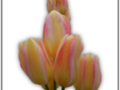 Yellow and pink tulip with waterdrop without background