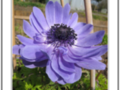 violet anemone
