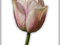 Mauve tulip Petals