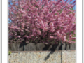 Pink flowers of Prunus tree in spring