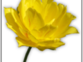 Yellow Tulip without background