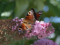 Brown butterfly on a sunny mauve flower