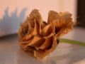 sunset on a dried white rose