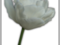 White tulip without background