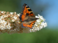 Orange butterfly on a white flower