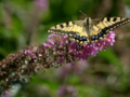 Yellow and blue Butterfly on mauve flower