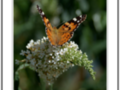 Orange butterfly on white flower