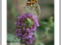 Brown and Orange butterfly on mauve flower