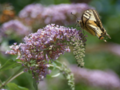 Yellow butterfly on mauve flower