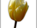 Yellow tulip petals without background