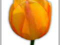 Petals of orange tulip without background