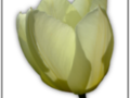 Petals of pastel yellow tulip