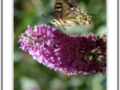 Yellow gold butterfly on mauve Flower