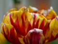 Red and yellow tulip