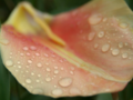 Water drops on Petals of Salmon Tulip