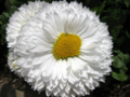 White daisy with a yellow heart