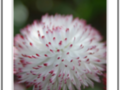 Sweet white daisy with pink petals borders