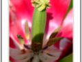 Light on red tulip heart