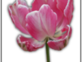 Pink tulip without background