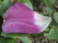 Water drops on a mauve tulip petal