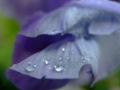 Bright water drop on a blue petal