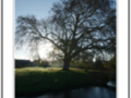 Platanus tree in spring