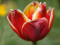 Red tulip with yellow borders