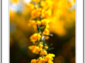 Yellow flowers in Velvia film