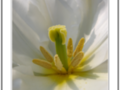 Yellow heart of white tulip
