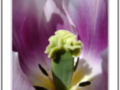 Mauve Tulip heart