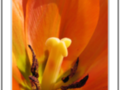 Orange tulip heart 3